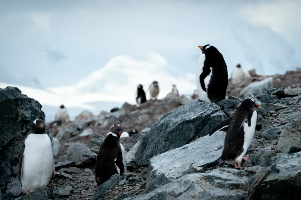 Le Boréal Classic Antarctic Peninsula Expedition trip image 3
