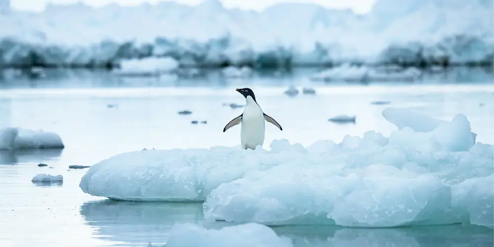 World Voyager Classic Antarctic Peninsula trip image 3