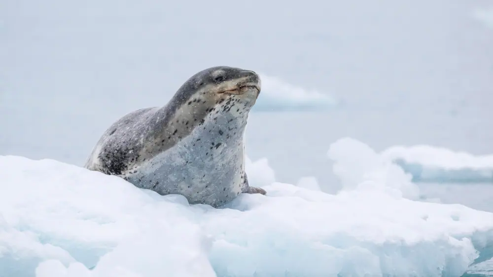 World Navigator 10-day Classic Antarctic Peninsula trip image 3