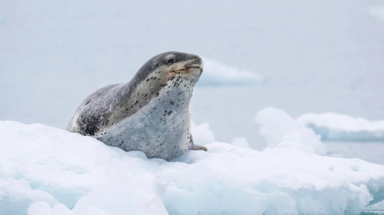 Seabourn Pursuit Classic Antarctic Peninsula Expedition Antarctic Wildlife Window