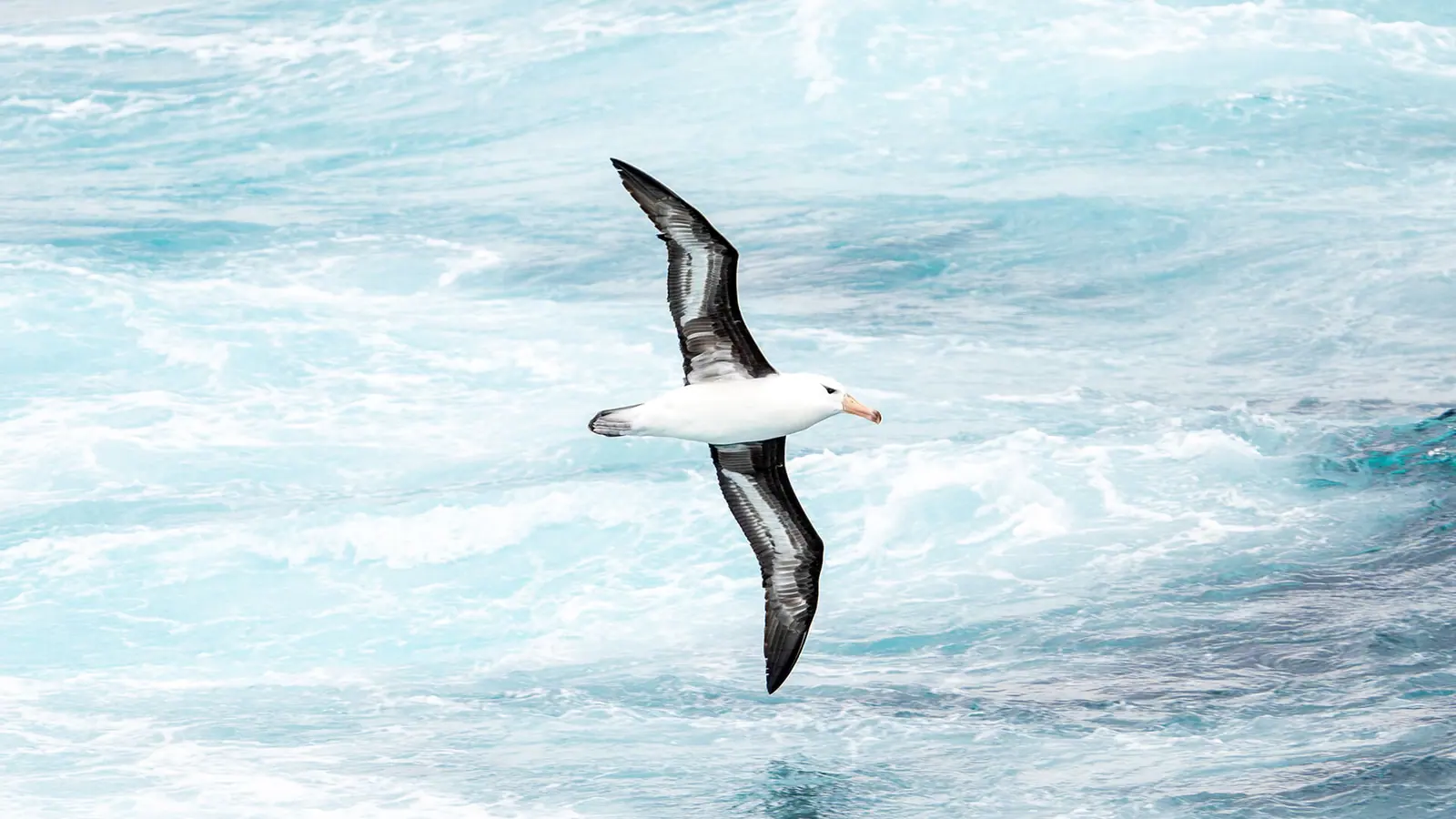Magellan Explorer Classic Antarctica Air-Cruise Punta Arenas and King George Island Flight Connection