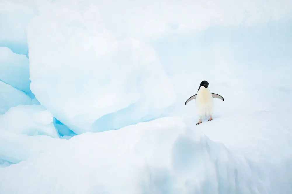 World Traveller 11-night Antarctic Circle and Peninsula trip image 3