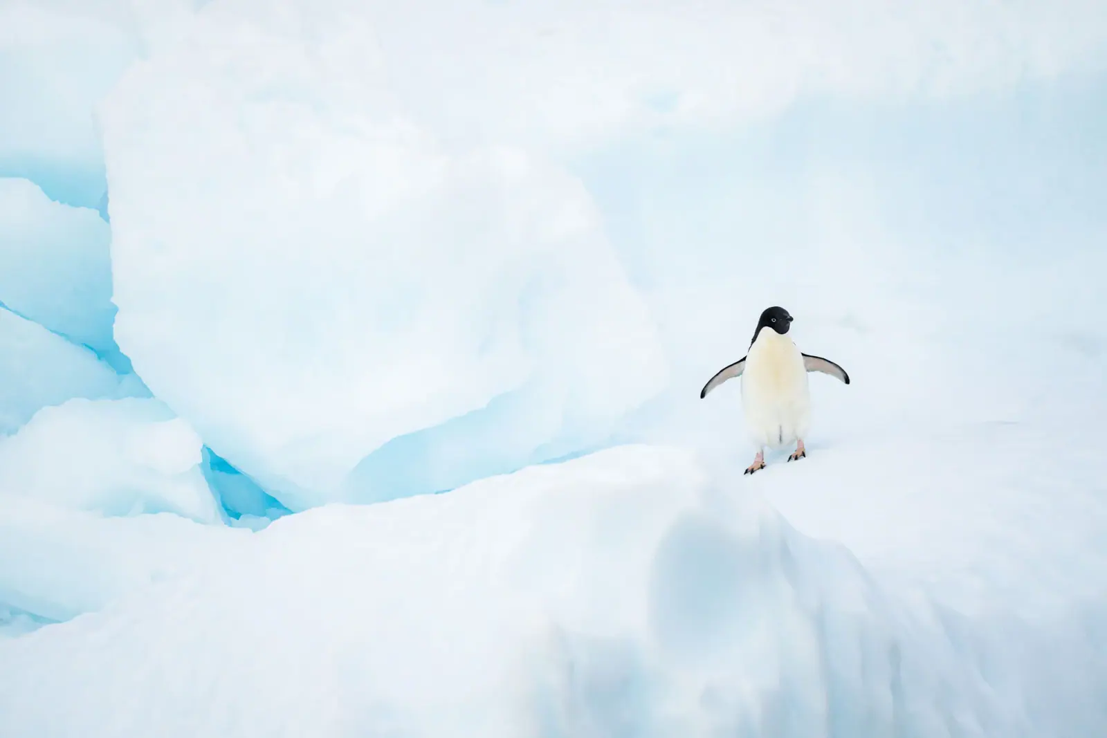 SH Vega 10-Day Classic Antarctic Peninsula Expedition Antarctic Peninsula Ice Coast