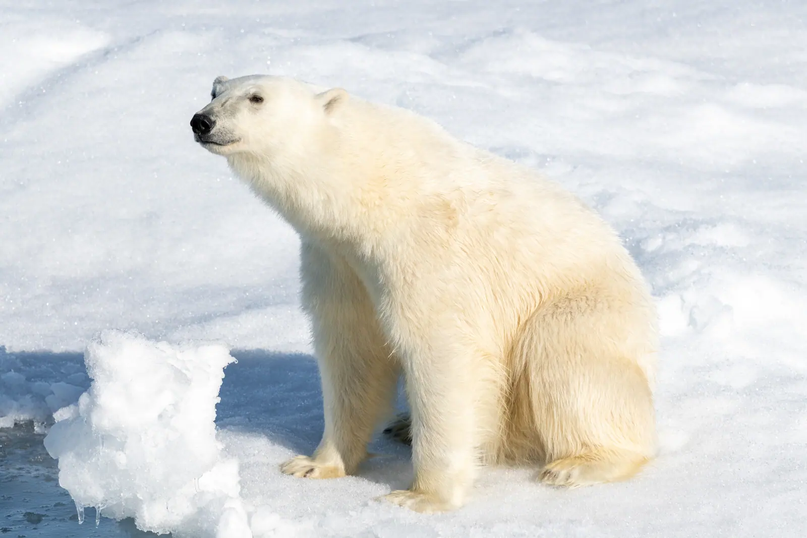 Polar bear in Svalbard
