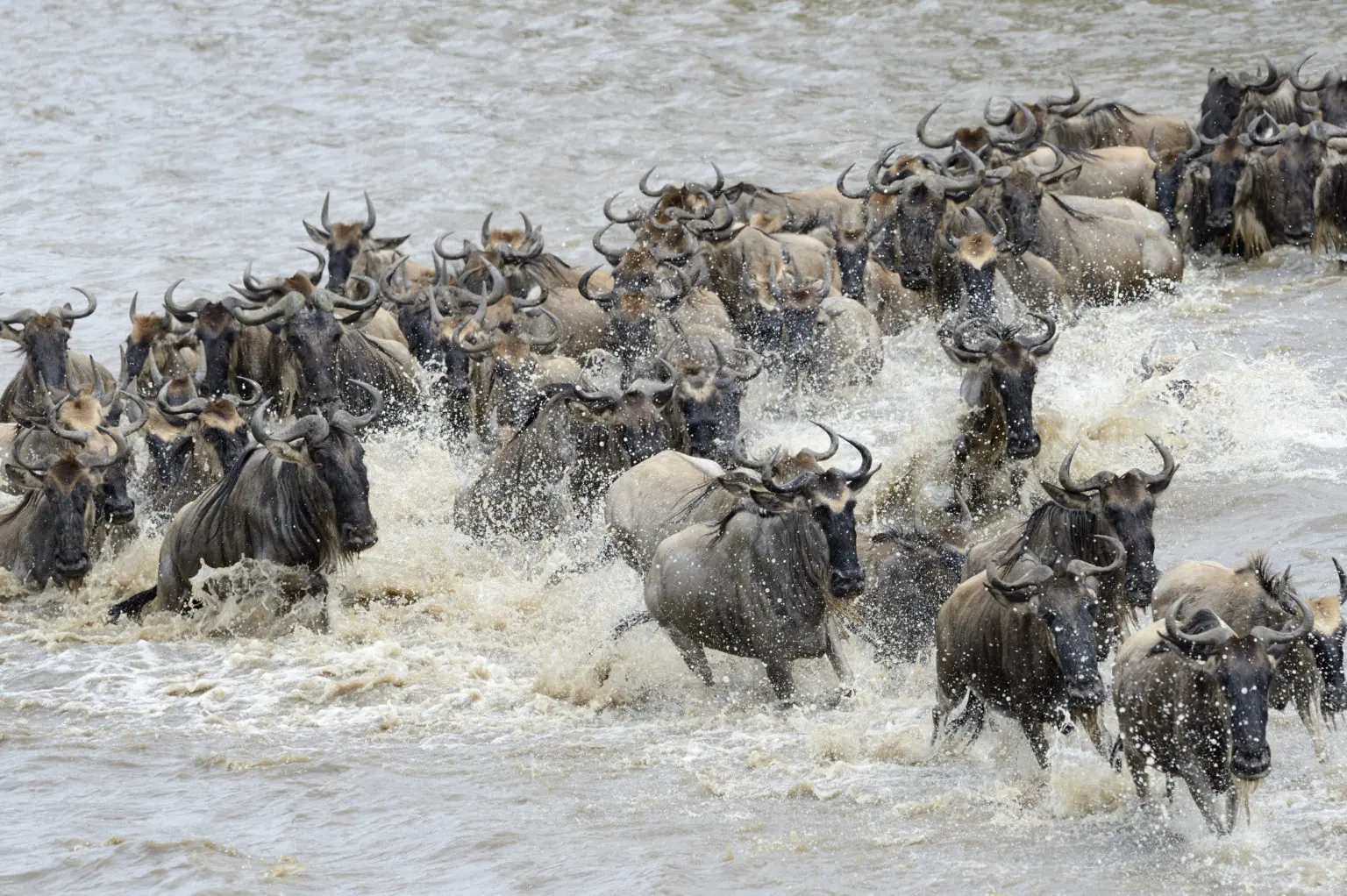East Africa Great Migration