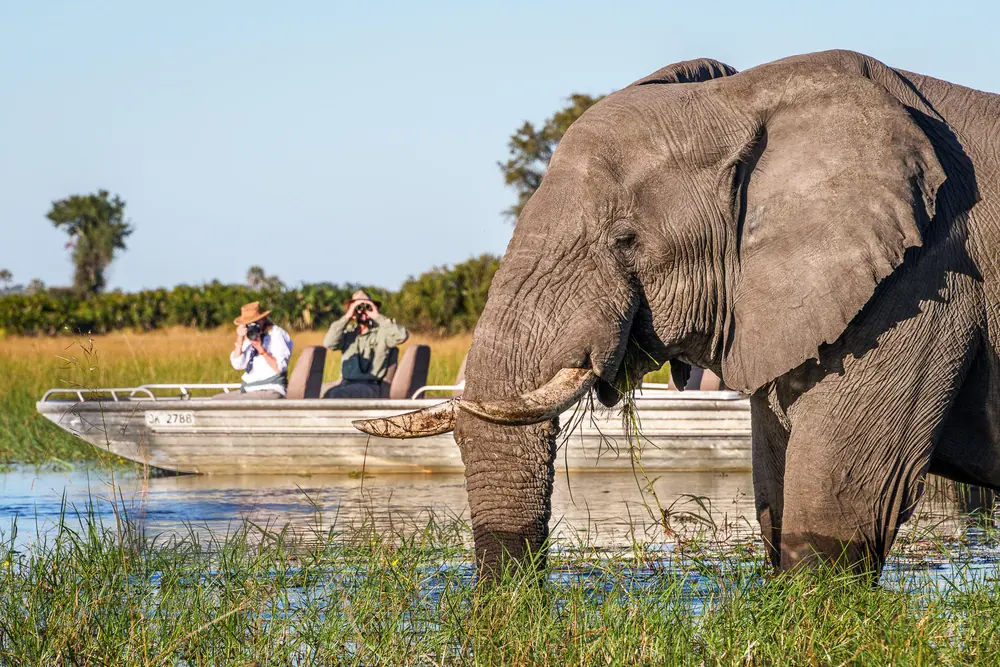 Elephants near water in East Africa