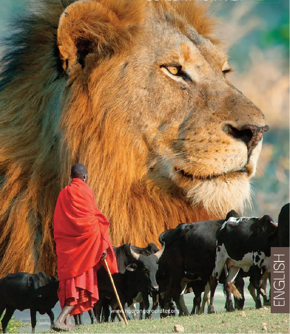 Lion in East Africa