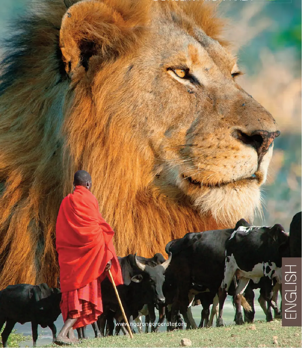 Lion on the East African grasslands