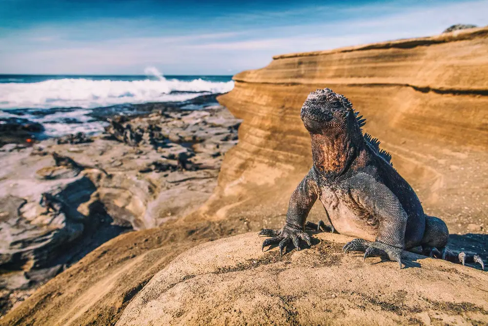 Marine iguana in the Galapagos