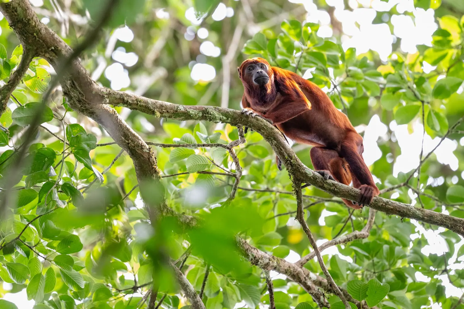 Galapagos, A Living Museum of Evolution