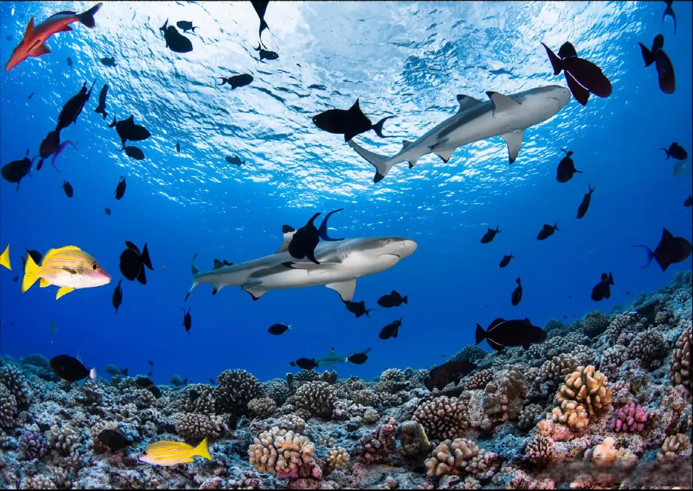 Tahiti · Paul Gauguin South Pacific Cruise, 12 Days gallery image 2