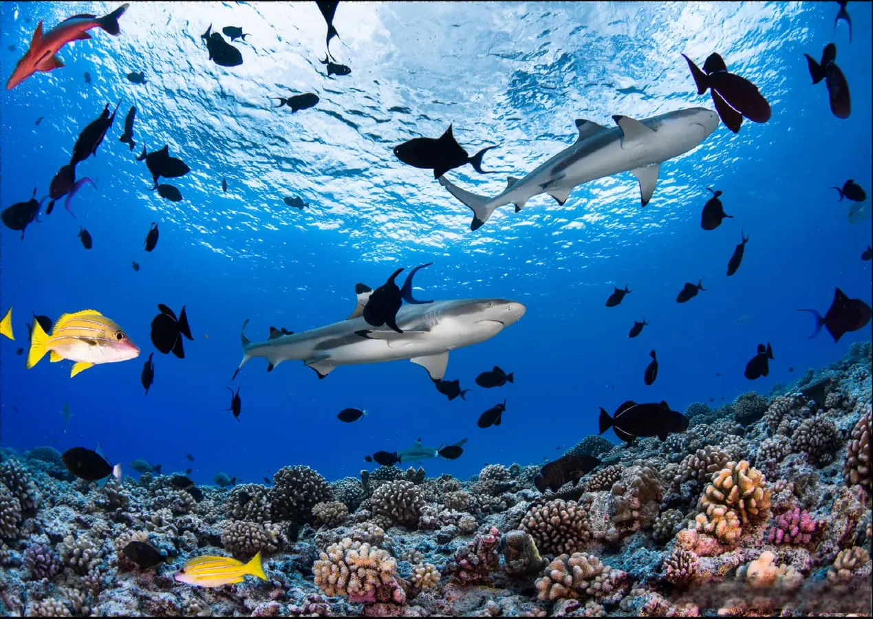 Bora Bora Lagoon