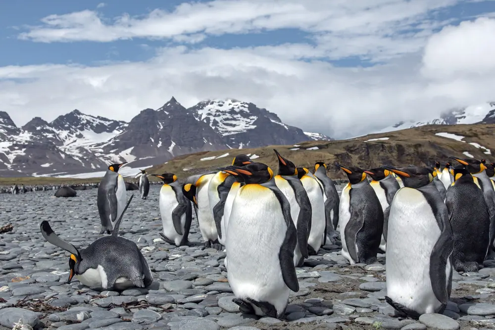 King Penguins of South Georgia