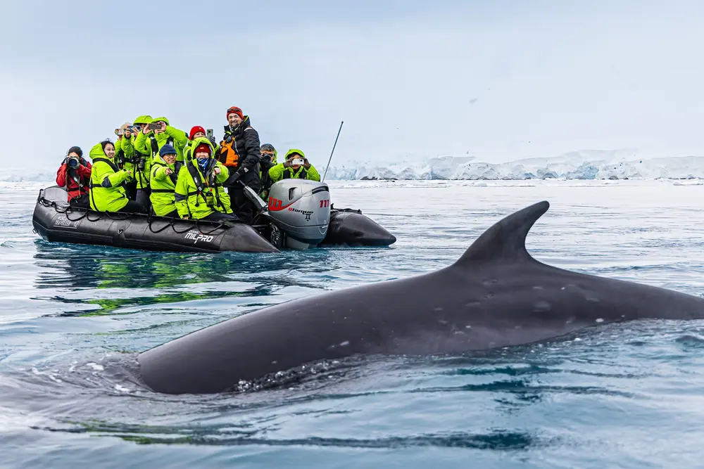 Antarctica Fly-Cruise · King Penguin Encounter gallery image 2 image