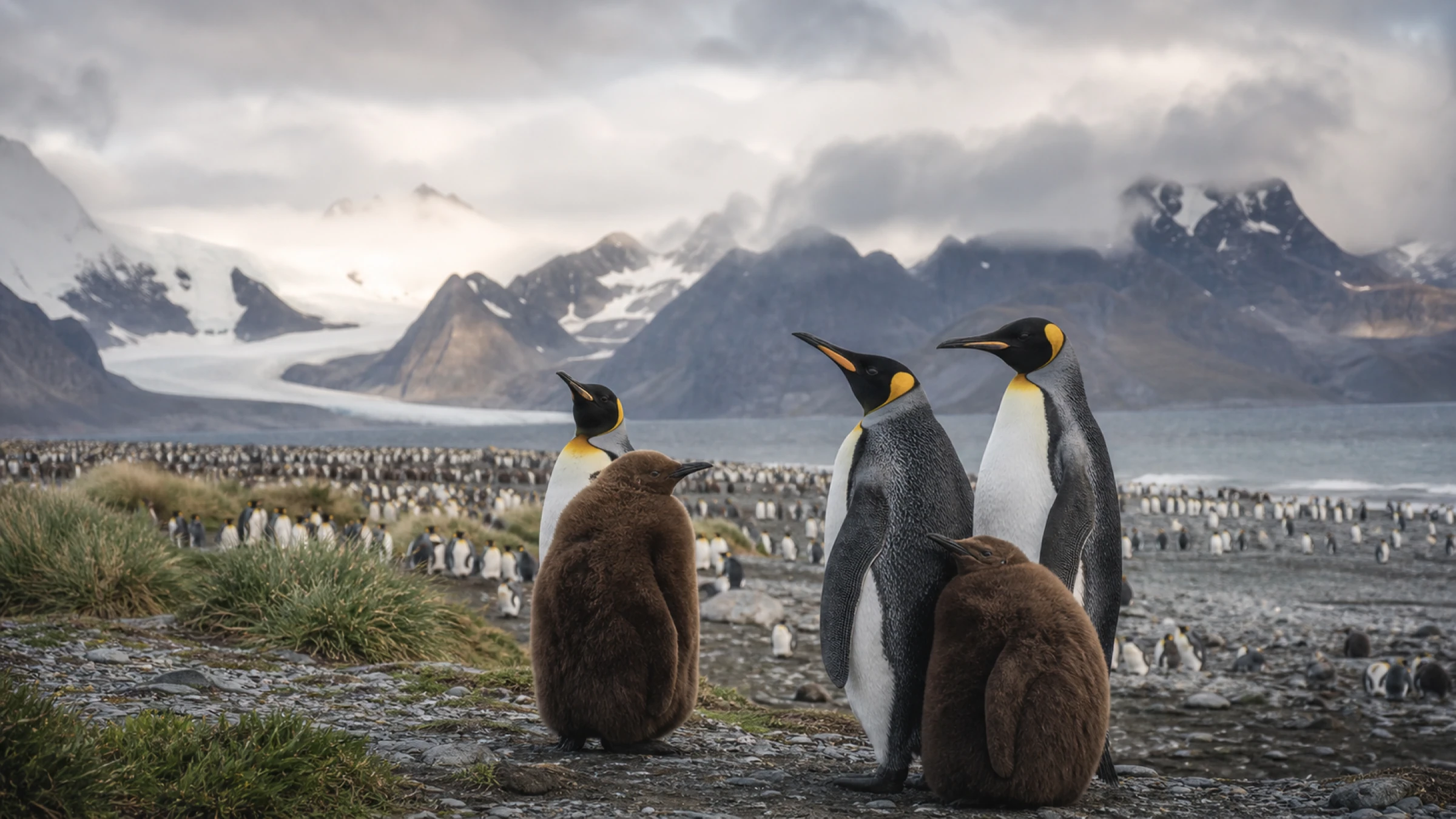 Antarctica Fly-Cruise · King Penguin Encounter