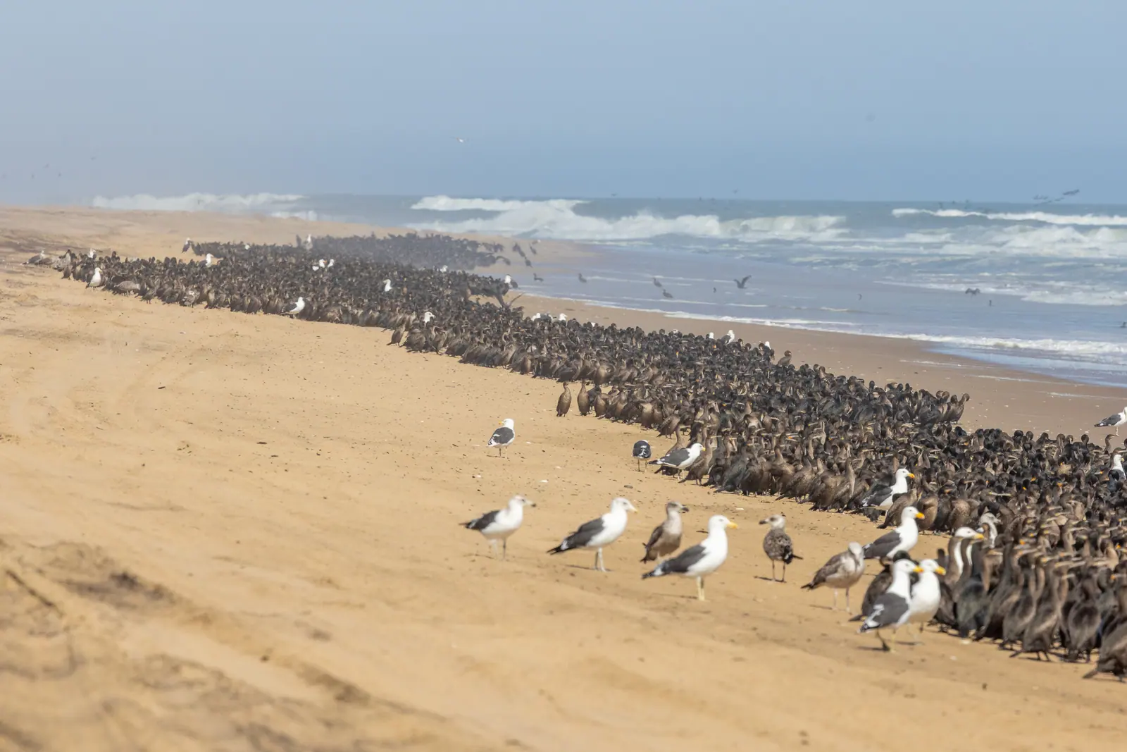 Walvis Bay and Sandwich Harbour