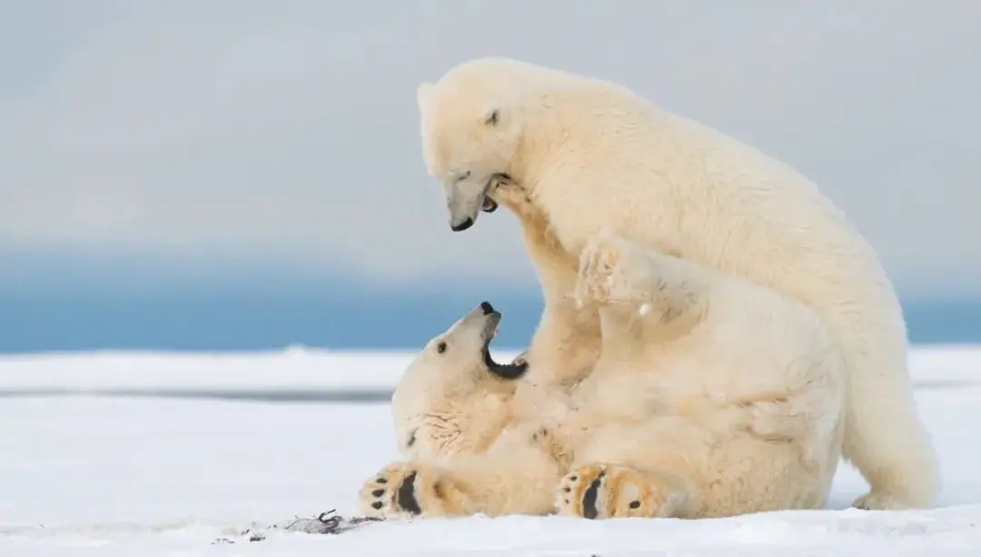 polar bears