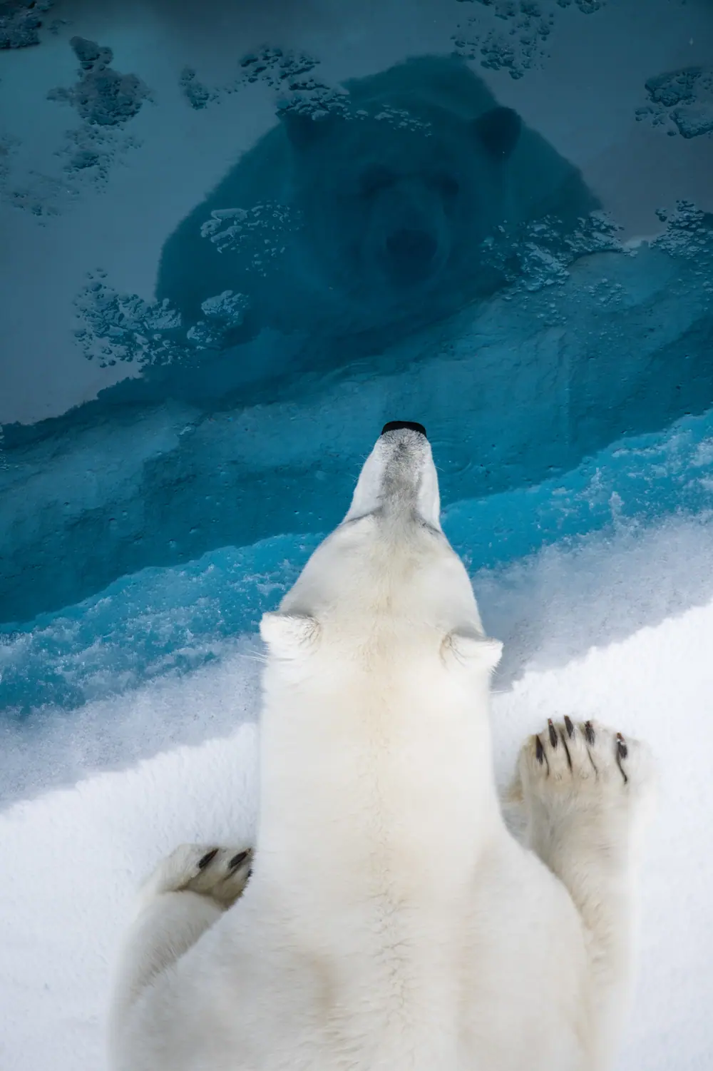 Svalbardpolar bears