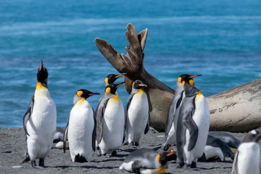Antarctic Peninsula and South Georgia · King Penguin Encounter gallery image 2 image
