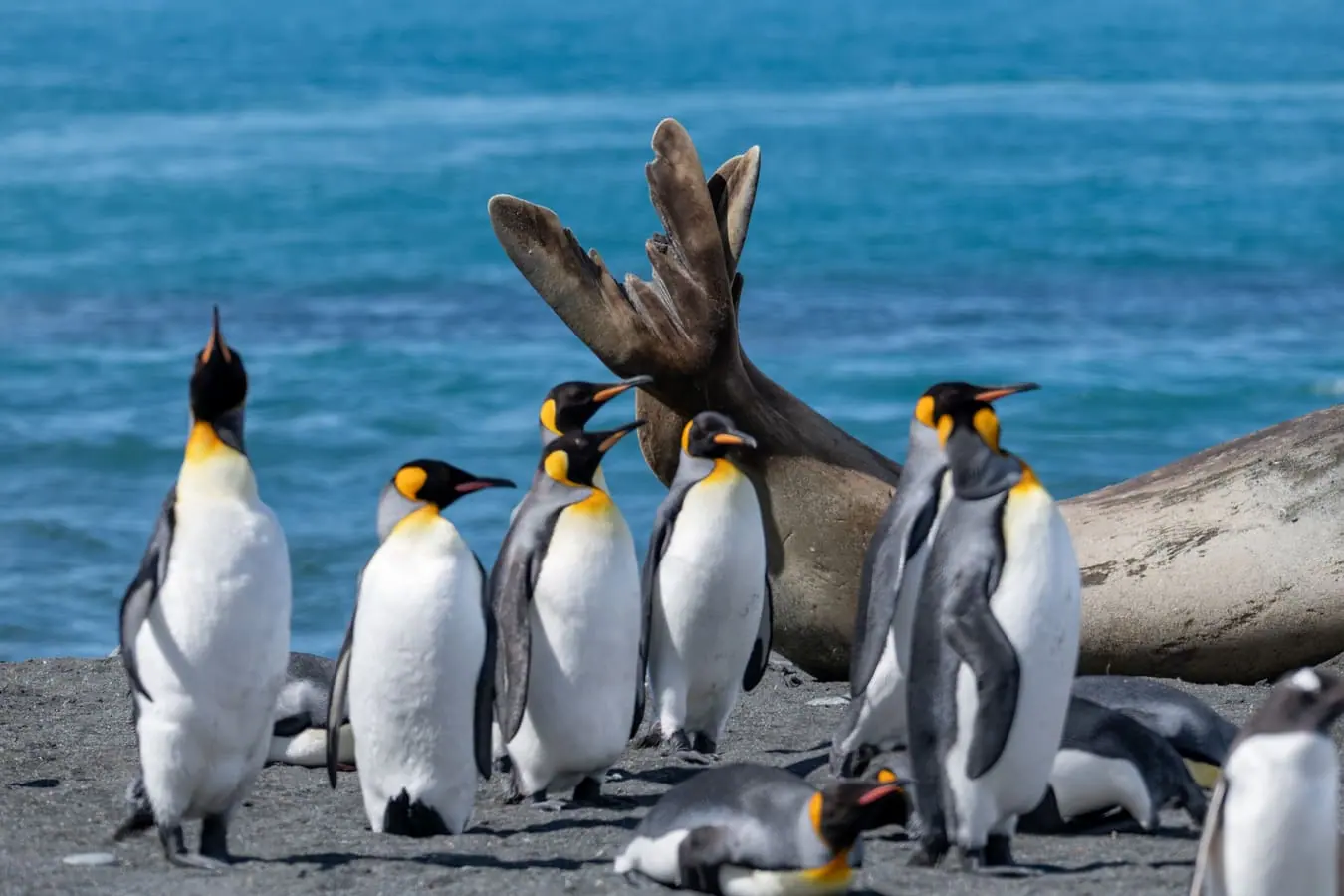 Antarctic Peninsula and South Georgia · King Penguin Encounter Highlight 5 image