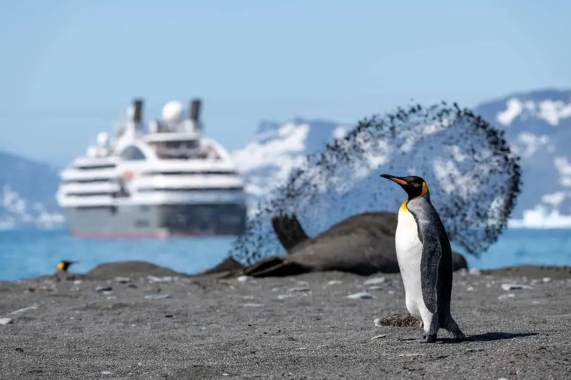 Antarctic Peninsula and South Georgia · King Penguin Encounter Highlight 3 image