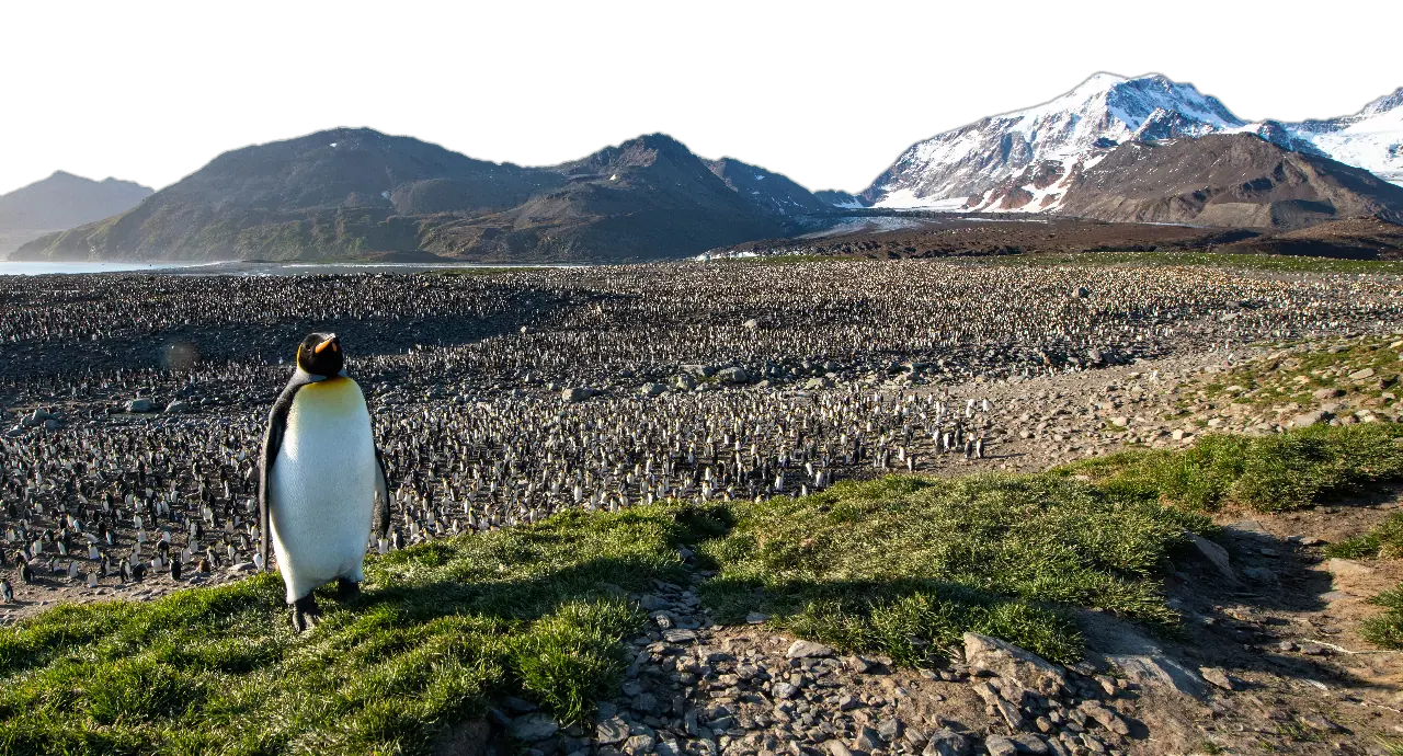 Antarctic Peninsula and South Georgia · King Penguin Encounter Highlight 2 image