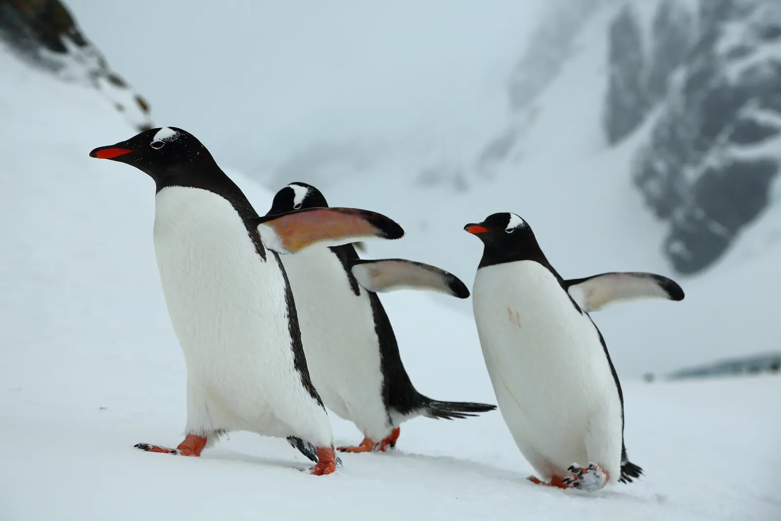 Silver Endeavour · Antarctica Fly the Drake, Lunar New Year Highlight 7 image