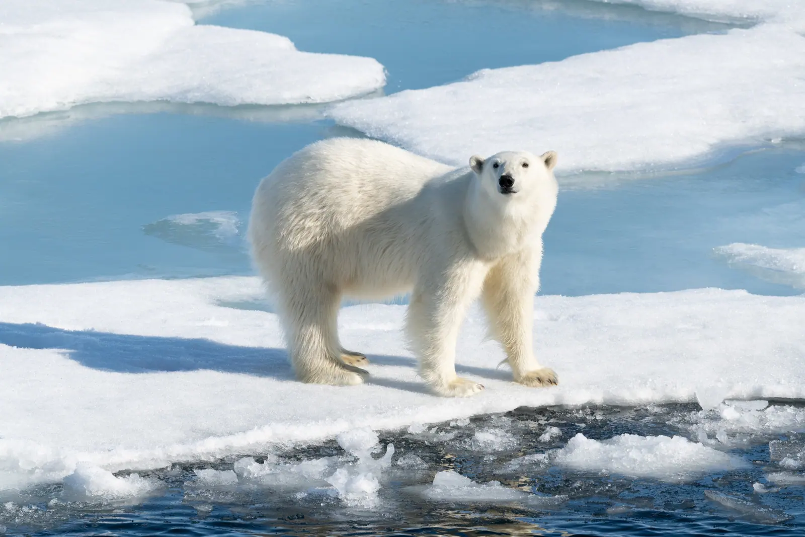 North Pole · Expedition to the Top of the Earth Highlight 6 image