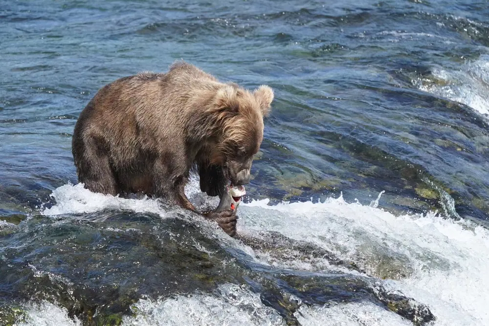 Alaskabrown bears