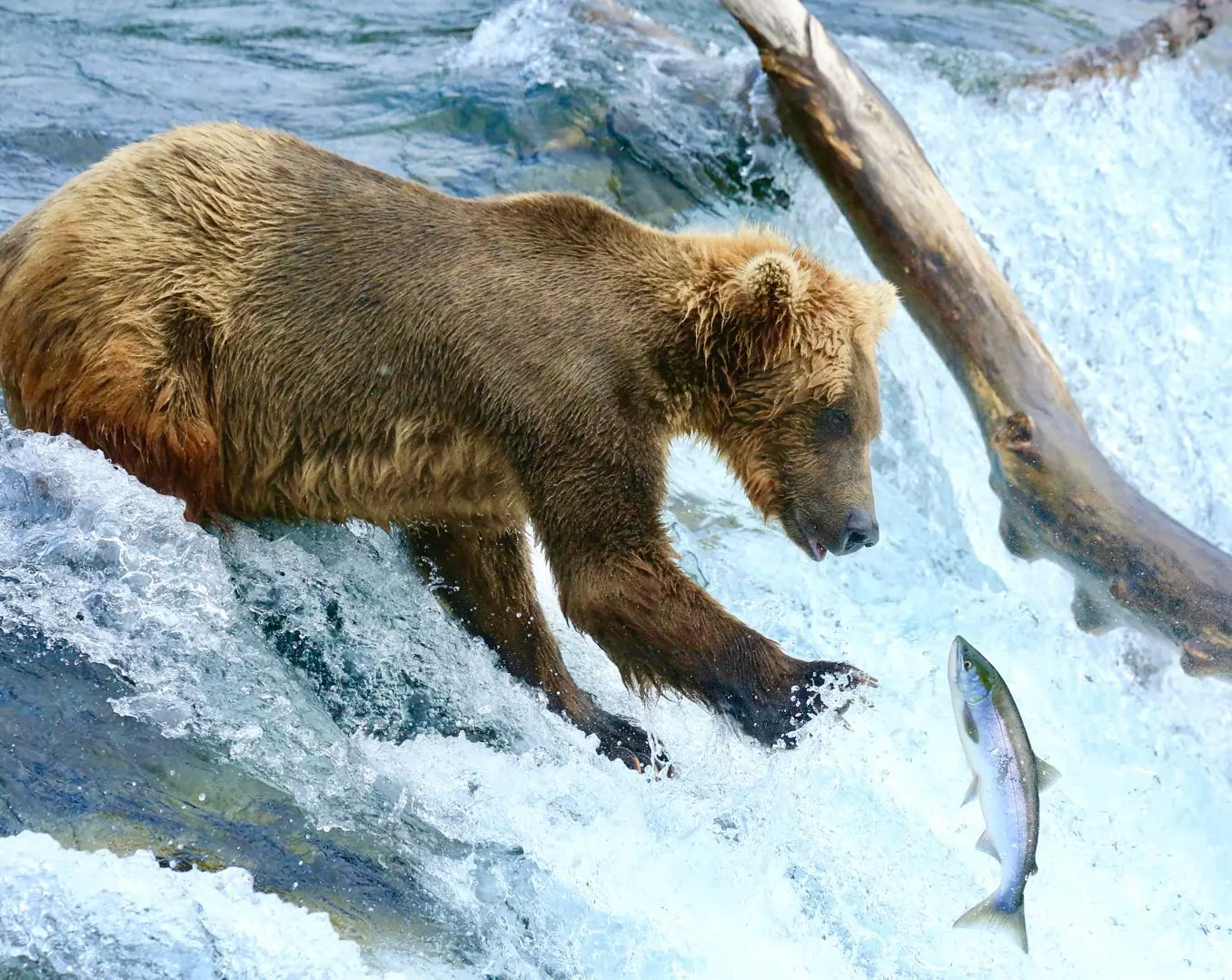 Peak July Bear-and-Salmon Viewing