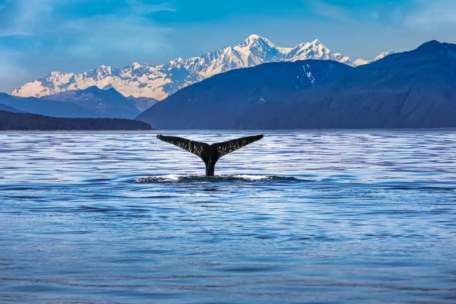 Icy Strait Point, Indigenous Culture and Wildlife