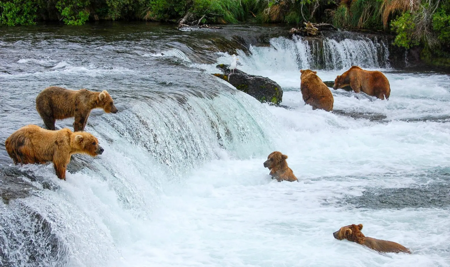 Katmai National Park Bear Viewing by Small Aircraft