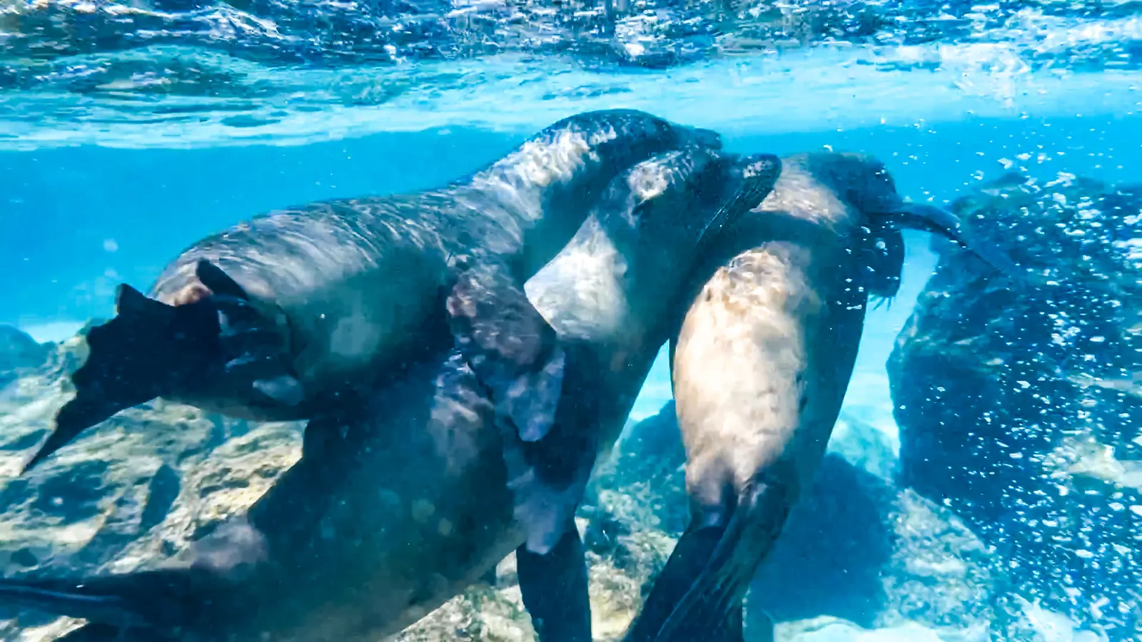 Approachable Wildlife and Island Photography