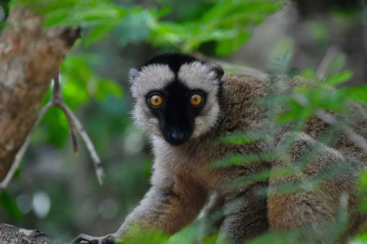 Madagascar: Rainforest, Lemurs and Nosy Nato