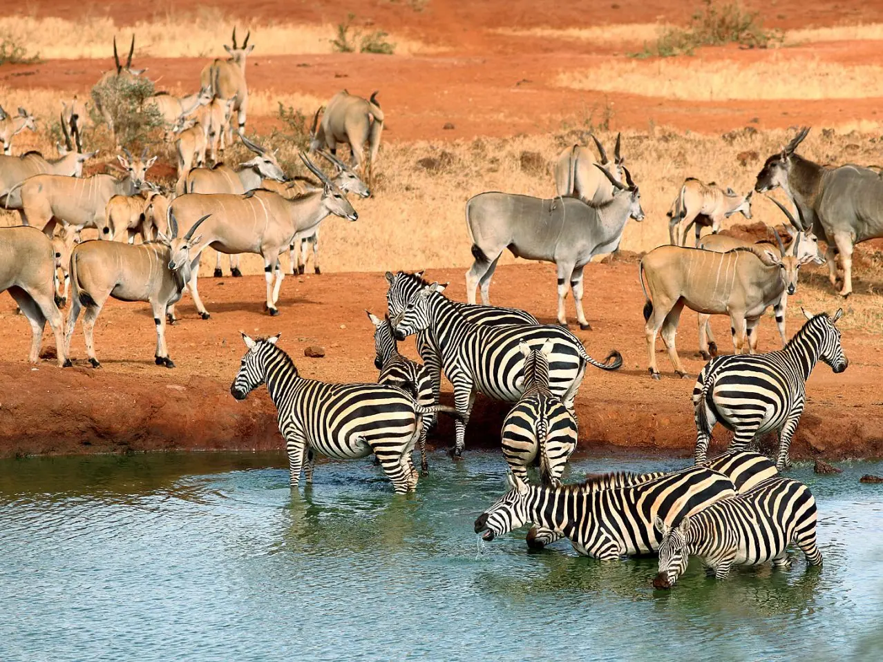 Mombasa: East African Port and Tsavo National Park