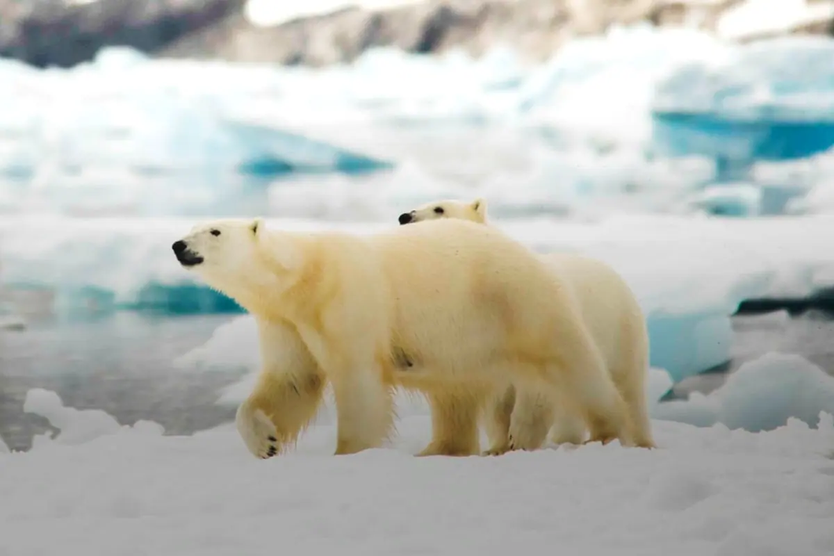 Le Commandant Charcot Iceland, Northeast Greenland and Svalbard Expedition Greenland Settlements and Arctic Wildlife
