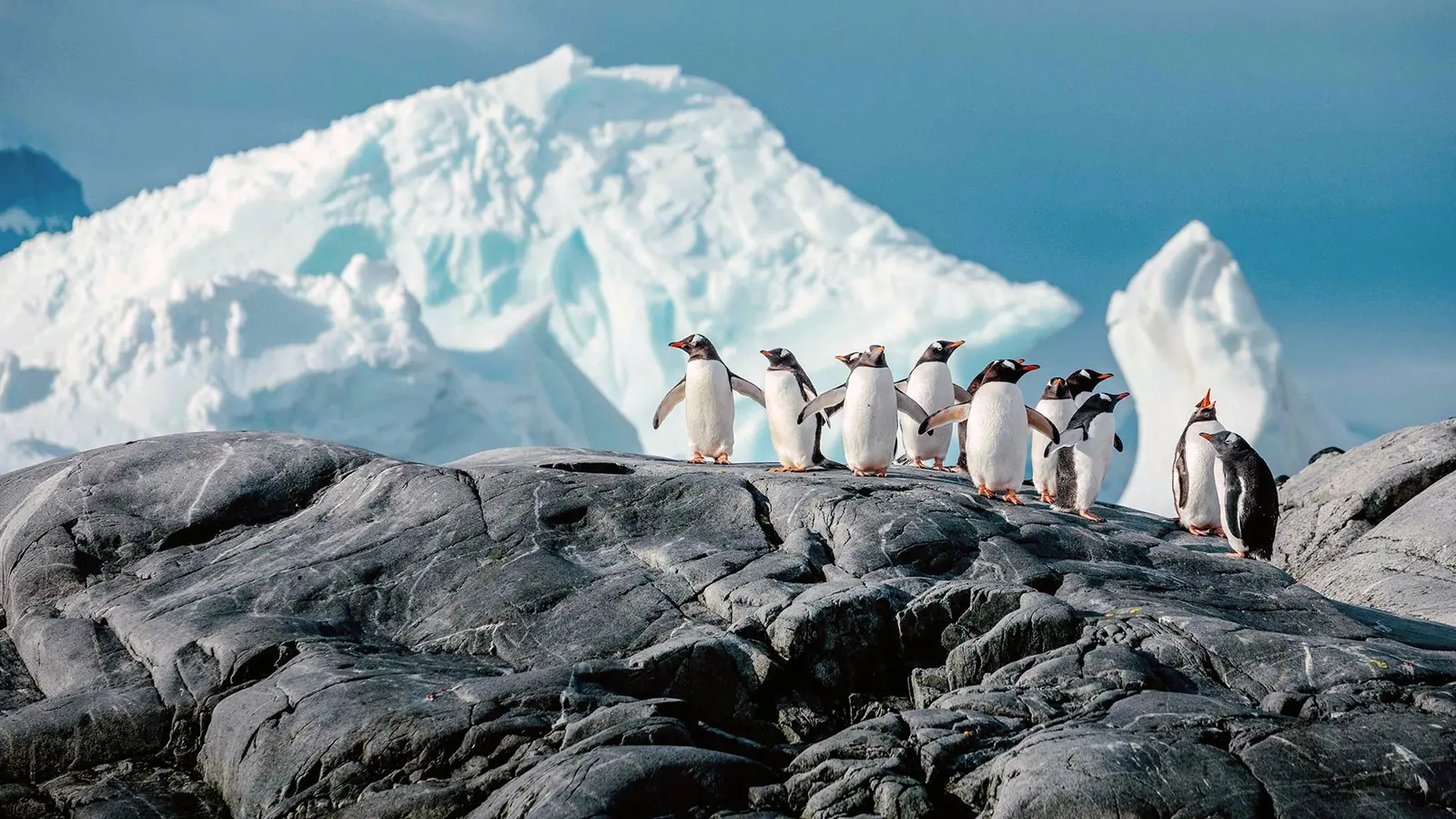 Seaventure South Georgia, South Shetland Islands and Antarctic Peninsula Antarctic Peninsula Ice Coast