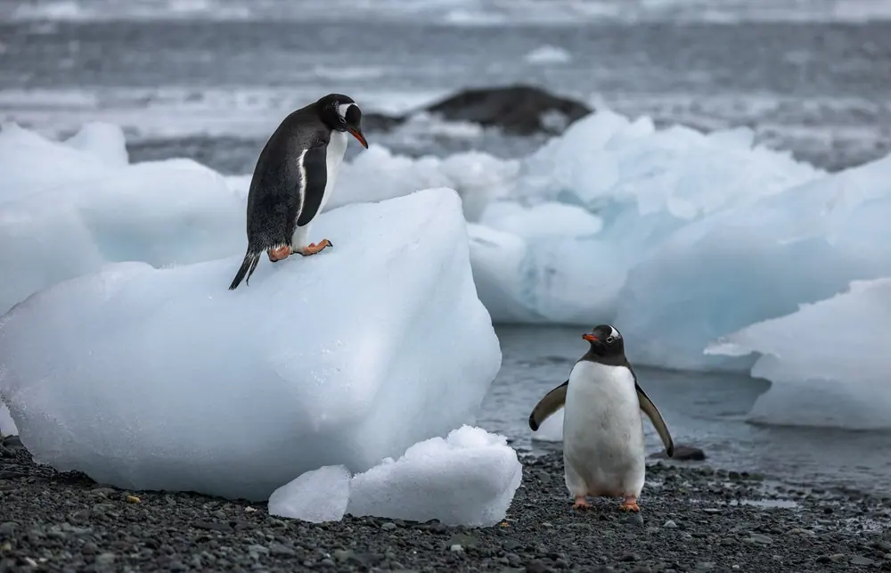 Seaventure Classic Antarctic Peninsula Expedition trip image 3