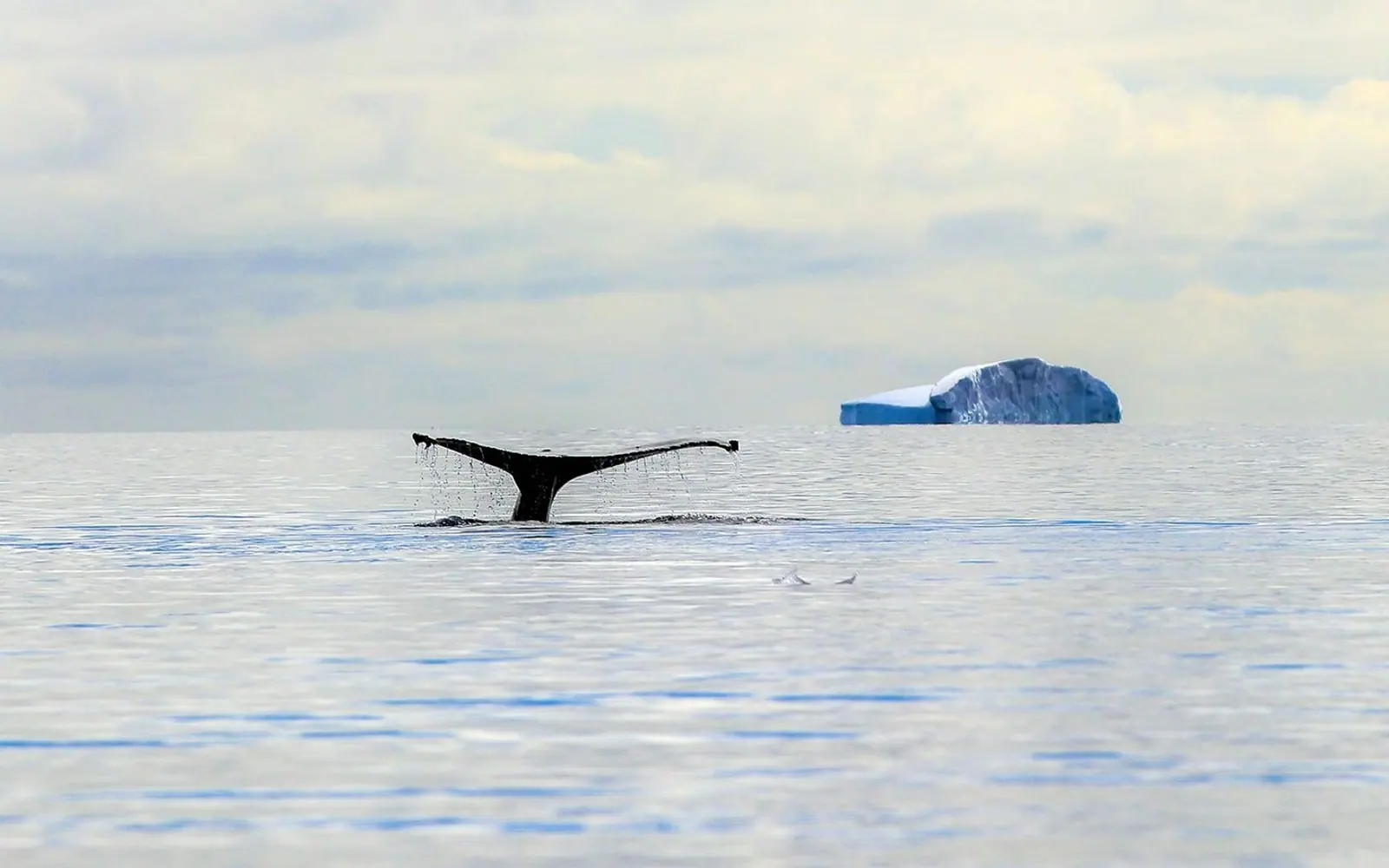 Seaventure Classic Antarctic Peninsula Expedition Antarctic Wildlife Window