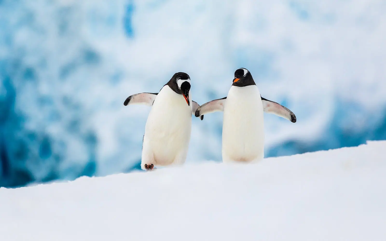 Seaventure Classic Antarctic Peninsula Expedition Zodiac Cruising and Landing Activities
