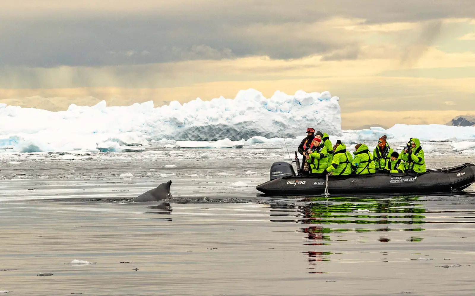 Seaventure Classic Antarctic Peninsula Expedition Antarctic Wildlife Window
