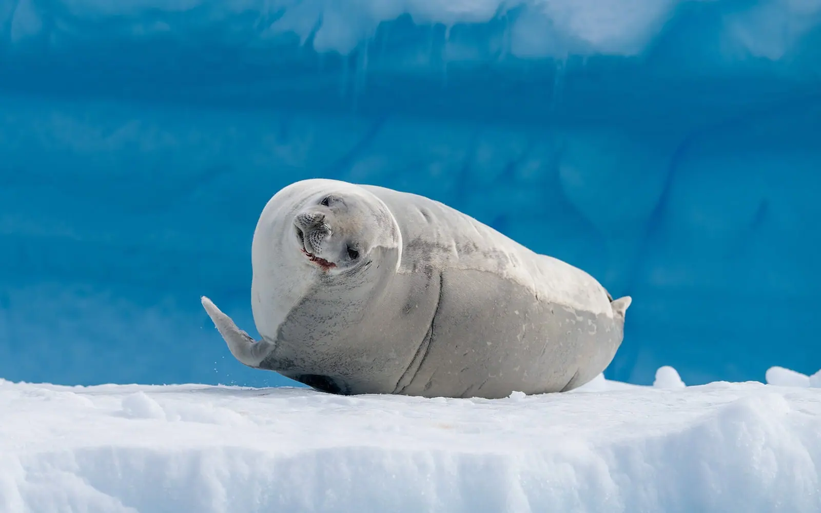Magellan Explorer Classic Antarctica Air-Cruise South Shetland Islands and Antarctic Peninsula