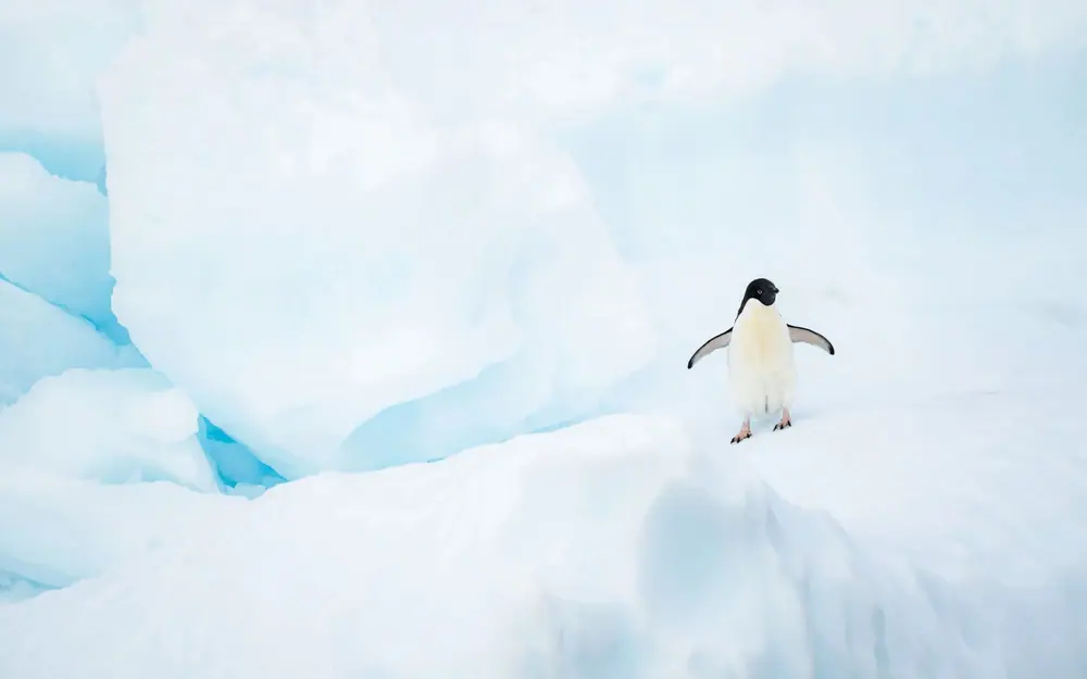 Magellan Explorer Classic Antarctica Air-Cruise trip image 3