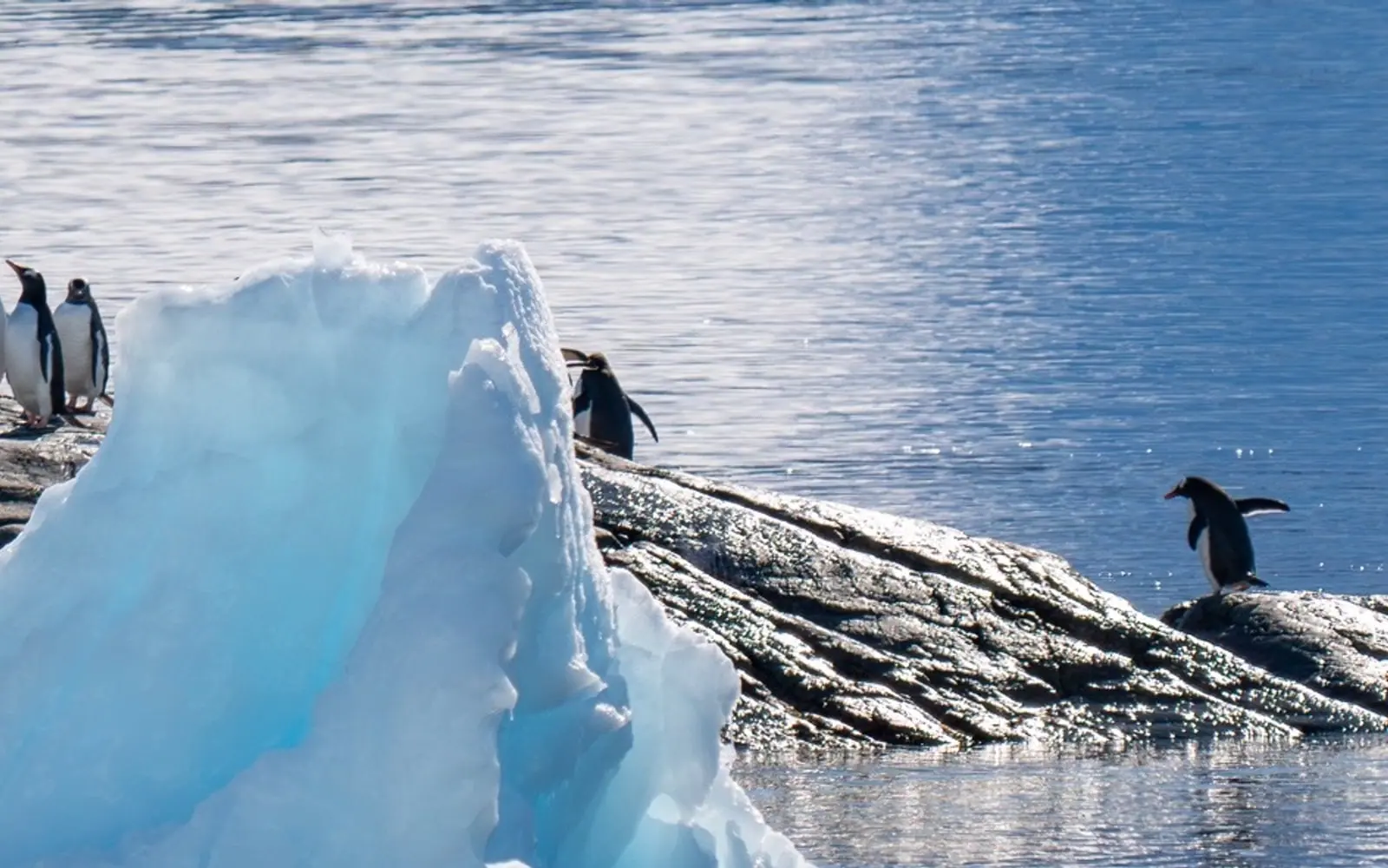 Magellan Explorer Classic Antarctica Air-Cruise King George Island Flight Logistics