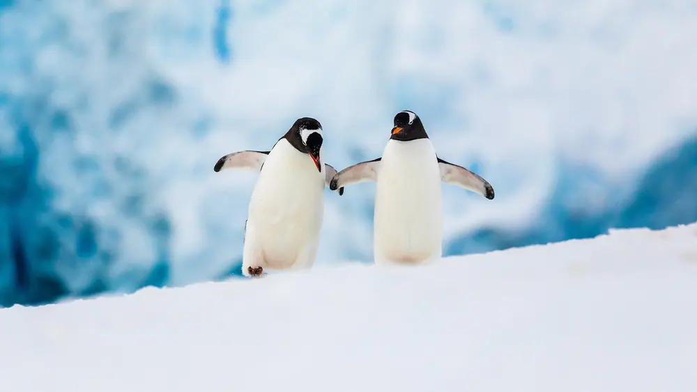 Magellan Discoverer Antarctic Express Air-Cruise trip image 3