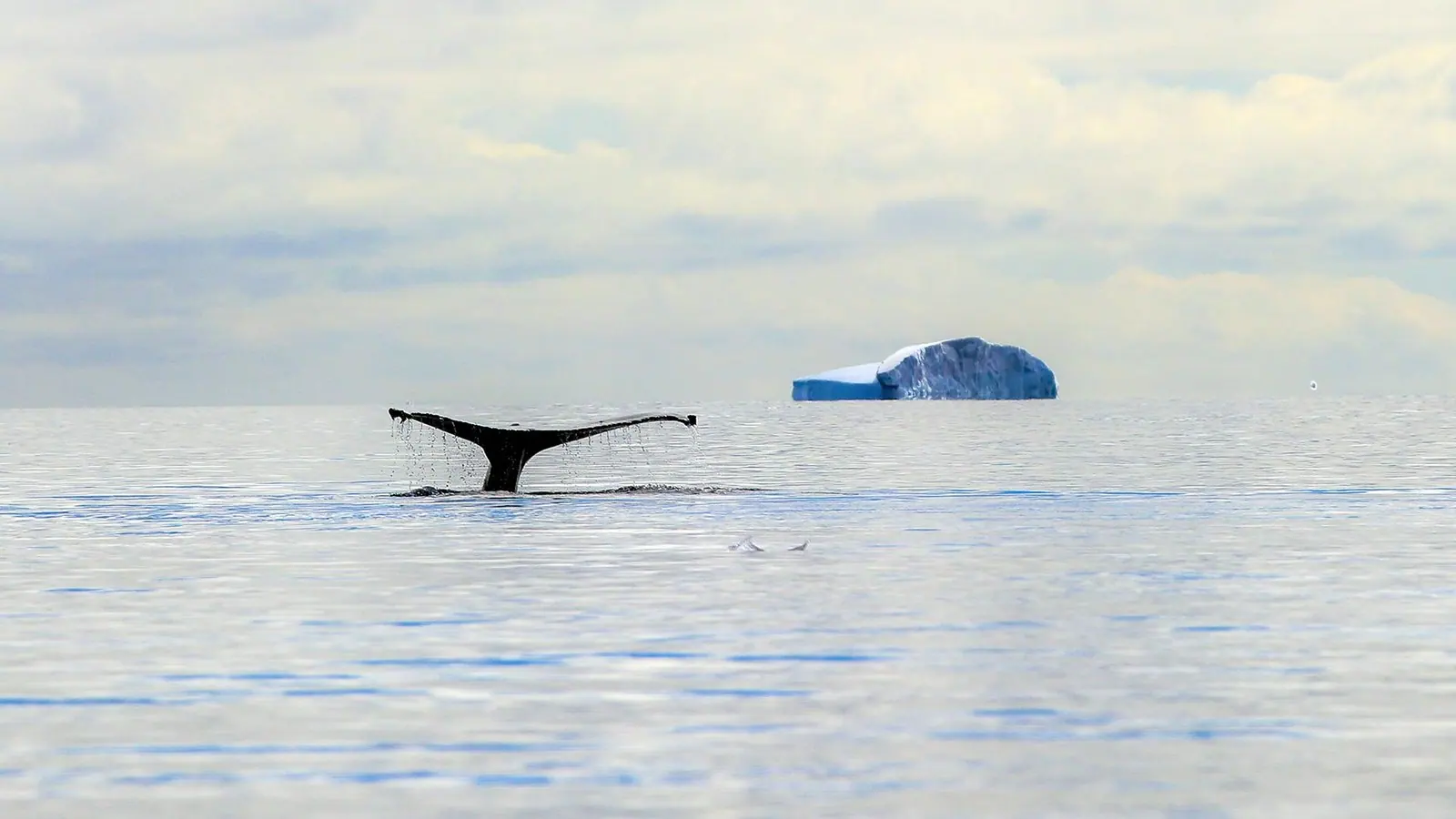 Magellan Discoverer Antarctic Express Air-Cruise Late-Season Antarctic Light