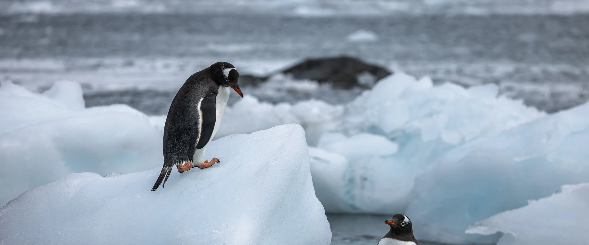 Magellan Explorer · 18-Day South Georgia and Antarctic Peninsula Cruise, Mar 7, 2027