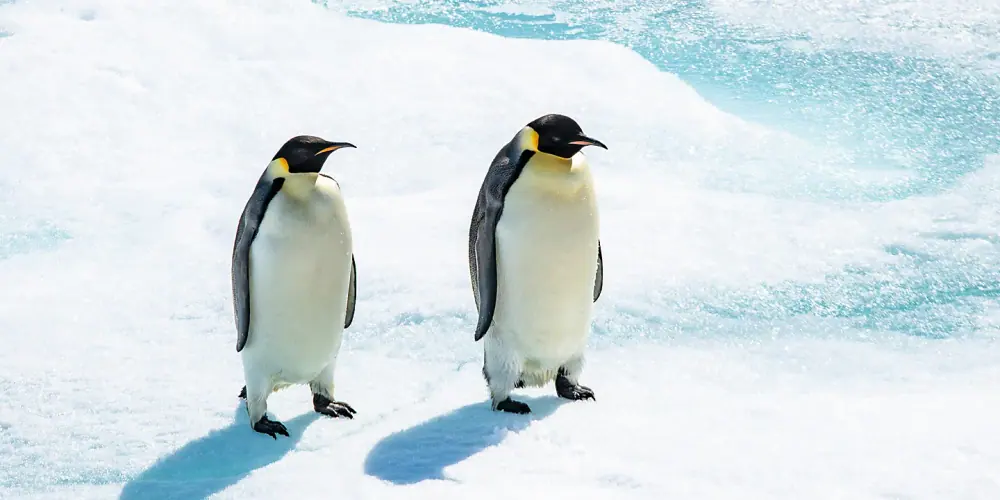 World Navigator 9-night Classic Antarctic Peninsula trip image 3