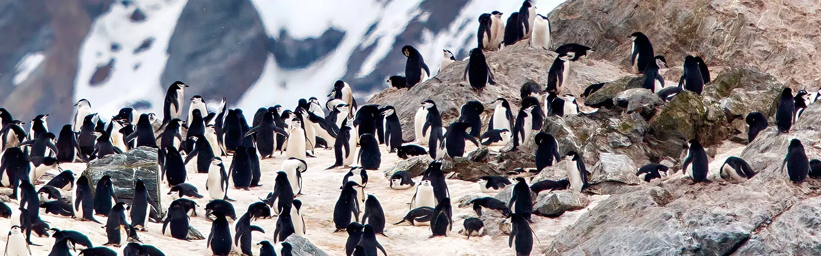 World Traveller 16-night Antarctic Peninsula and Falkland Islands In-Depth Antarctic Peninsula Exploration