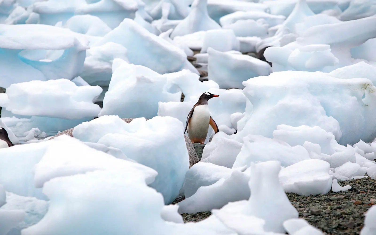World Navigator 11-night Classic Antarctic Peninsula Icebergs, Glaciers and Southern Ocean Scenery